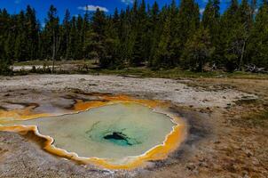 Algae-bacterial mats. Hot thermal spring, hot pool in the Yellowstone NP photo