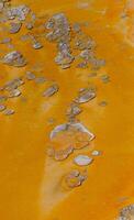 Algae-bacterial mats. Hot thermal spring, hot pool in the Yellowstone NP photo