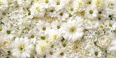A stunning array of beautiful white flowers provides a serene, elegant backdrop for any special occasion photo