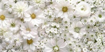 This collection includes beautiful white flowers, perfect for elegant presentations and serene designs photo