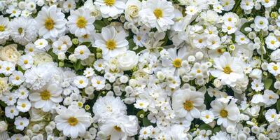 A stunning and breathtaking display of beautiful white flowers creating a serene and graceful atmosphere photo