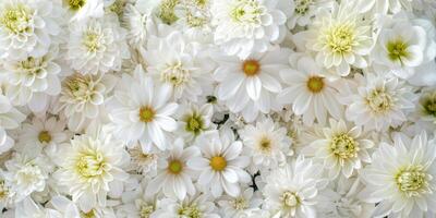A stunning display of elegant white flowers with lovely daisies and vibrant chrysanthemums in bloom photo