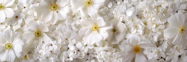 An exquisite and beautiful assortment of white flowers, ideal for serene and calming visual themes to enjoy photo