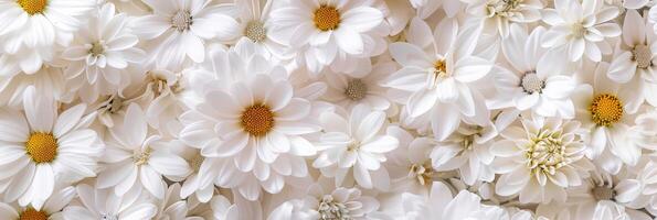 A vibrant and cheerful display of white daisies creating a beautiful and serene floral backdrop for everyone to enjoy photo