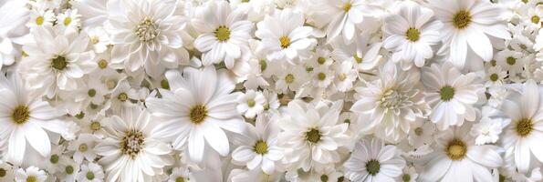 A beautiful closeup of vibrant white daisies that form a lively floral background, ideal for any creative projects photo