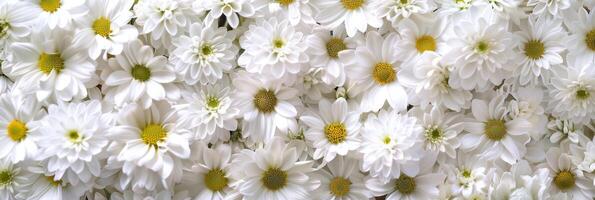 This stunning display of white daisies with bright yellow centers is ideal for naturethemed projects photo
