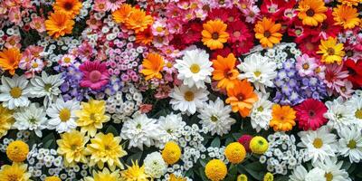 A stunning and vibrant display of colorful flowers arranged in a harmonious design, ideal for various floral designs photo
