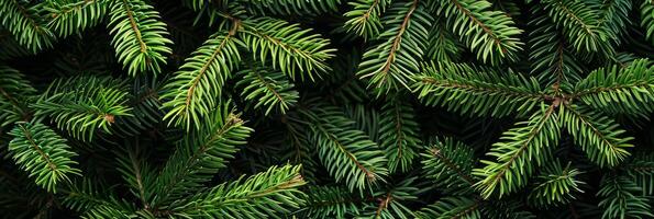 A captivating and detailed closeup of vibrant green pine branches, beautifully showcasing the intricate texture and refreshing quality of the needles, ideal for those who love and appreciate nature photo