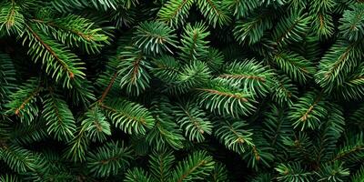 A detailed closeup view of vibrant and lush green pine branches highlights their intricate textures and natural charm, making them an ideal choice for various naturethemed designs and projects photo
