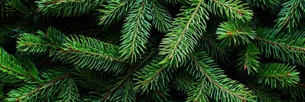 This is a detailed and closeup view of lush green pine branches, meticulously showcasing their vibrant, soft needles along with their unique and natural texture that truly captivates the eye photo