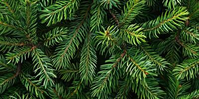 This is a beautifully detailed closeup view of vibrant green pine branches, capturing the lush texture and intricate needlelike leaves that characterize this evergreen coniferous plant photo