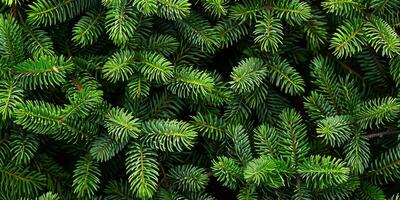 This is a stunning closeup perspective of vibrant green pine branches, which beautifully showcases the intricate texture and vibrant beauty found in the natural foliage of the environment around us photo