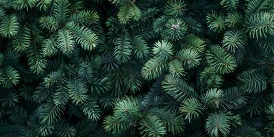Here is a detailed and closeup view of vibrant green pine branches, showcasing the intricate textures and the vivid colors that exemplify the beauty and complexity of nature itself photo