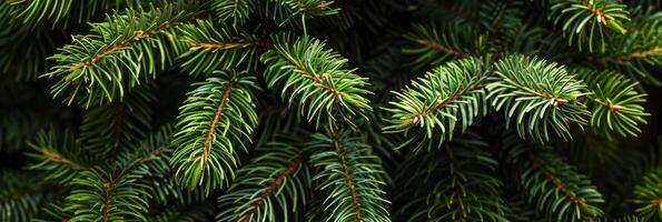 A detailed view of vibrant pine branches showcases lush green needles, highlighting the intricate texture and natural beauty of their foliage, making it eyecatching and captivating photo