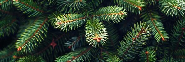 This is a stunning, detailed closeup of fresh pine branches that showcases their vibrant green needles, perfectly capturing the true essence and beauty of nature in all its glory photo