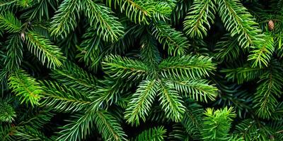 This image presents a stunning, detailed closeup view of vibrant green pine branches that wonderfully showcases the intricate texture and remarkable beauty of each individual needle photo