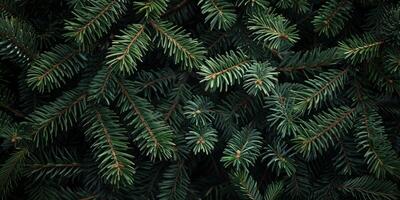 This image features a closeup of vibrant green pine branches, showcasing the unique texture of each leaf. Its perfect for nature lovers who appreciate the beauty of this serene scene photo