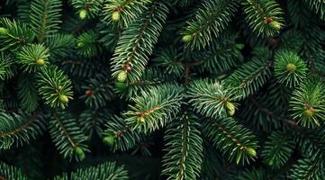 A closeup image of a pine branch displays vibrant green needles and fresh buds, highlighting natures beauty and the intricate texture of pine foliage, inviting appreciation of the outdoors photo