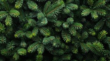 A closeup of vibrant green pine branches highlights their intricate needle structures and textures, appealing to nature lovers, botany enthusiasts, and anyone fascinated by natural beauty photo