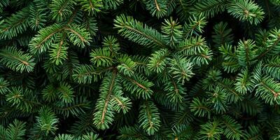 A detailed closeup shot of a pine branch beautifully showcases the vibrant green needles, while also highlighting the intricate texture and the rich colors found in the lush foliage surrounding it photo