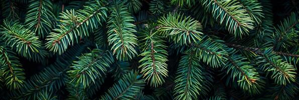 A detailed and striking closeup view of the vibrant green pine branches, showcasing their intricate texture, unique patterns, and natural beauty within a serene and peaceful forest setting photo