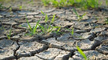 This image vividly depicts cracked soil interspersed with resilient grass, illustrating the severe effects of drought and climate change on the environment and its impact on ecosystems photo