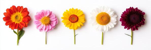 This vibrant collection of five colorful flowers is perfect for spring themes, offering enchanting decoration that allows for creativity and personal expression, suitable for various occasions photo