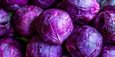 A vibrant and colorful array of freshly picked purple cabbage is perfect for use in salads and in healthy dishes photo