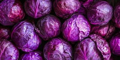 Vibrant purple cabbages beautifully showcasing a colorful and healthy harvest in a lush, artistic arrangement photo