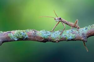 A stick insect perfectly camouflaged on a branch. photo