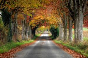 A charming countryside road flanked by autumnal trees. photo