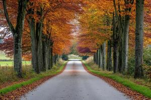 A charming countryside road flanked by autumnal trees. photo