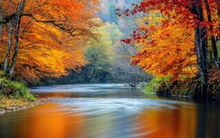 A serene river flowing through autumnal trees. photo