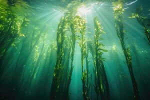 A serene underwater view of a kelp forest swaying gently in the ocean current. photo