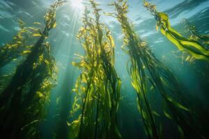 A serene underwater view of a kelp forest swaying gently in the ocean current. photo