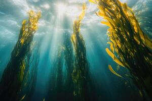 A serene underwater view of a kelp forest swaying gently in the ocean current. photo