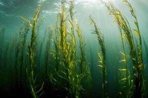 A serene underwater view of a kelp forest swaying gently in the ocean current. photo