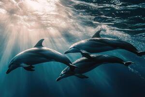 A group of dolphins playfully swimming near the surface of the water. photo
