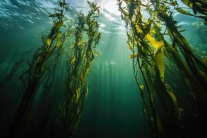 A serene underwater view of a kelp forest swaying gently in the ocean current. photo