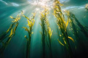 A serene underwater view of a kelp forest swaying gently in the ocean current. photo