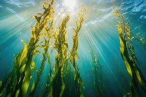 A serene underwater view of a kelp forest swaying gently in the ocean current. photo