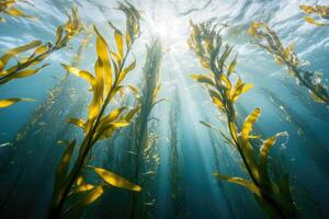 A serene underwater view of a kelp forest swaying gently in the ocean current. photo