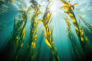 A serene underwater view of a kelp forest swaying gently in the ocean current. photo