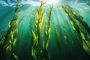 A serene underwater view of a kelp forest swaying gently in the ocean current. photo