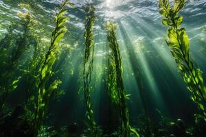A serene underwater view of a kelp forest swaying gently in the ocean current. photo