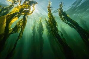 A serene underwater view of a kelp forest swaying gently in the ocean current. photo