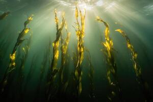 A serene underwater view of a kelp forest swaying gently in the ocean current. photo