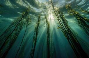 A serene underwater view of a kelp forest swaying gently in the ocean current. photo