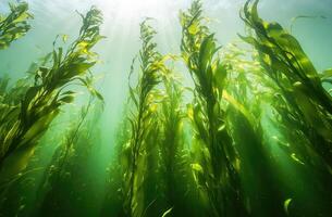 A serene underwater view of a kelp forest swaying gently in the ocean current. photo