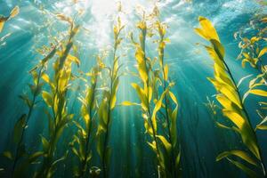 A serene underwater view of a kelp forest swaying gently in the ocean current. photo